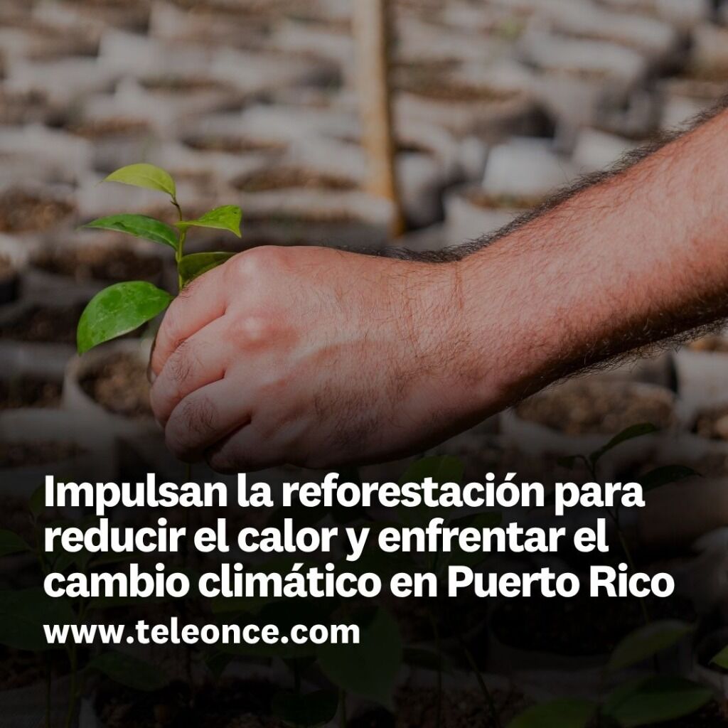 Impulsan la reforestaci&oacute;n para reducir el calor y enfrentar el cambio clim&aacute;tico en Puerto Rico