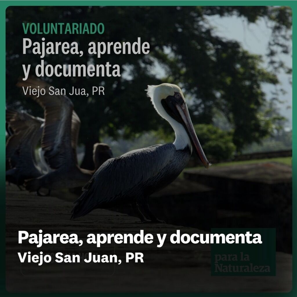 Pajarea, aprende y documenta - VSJ
