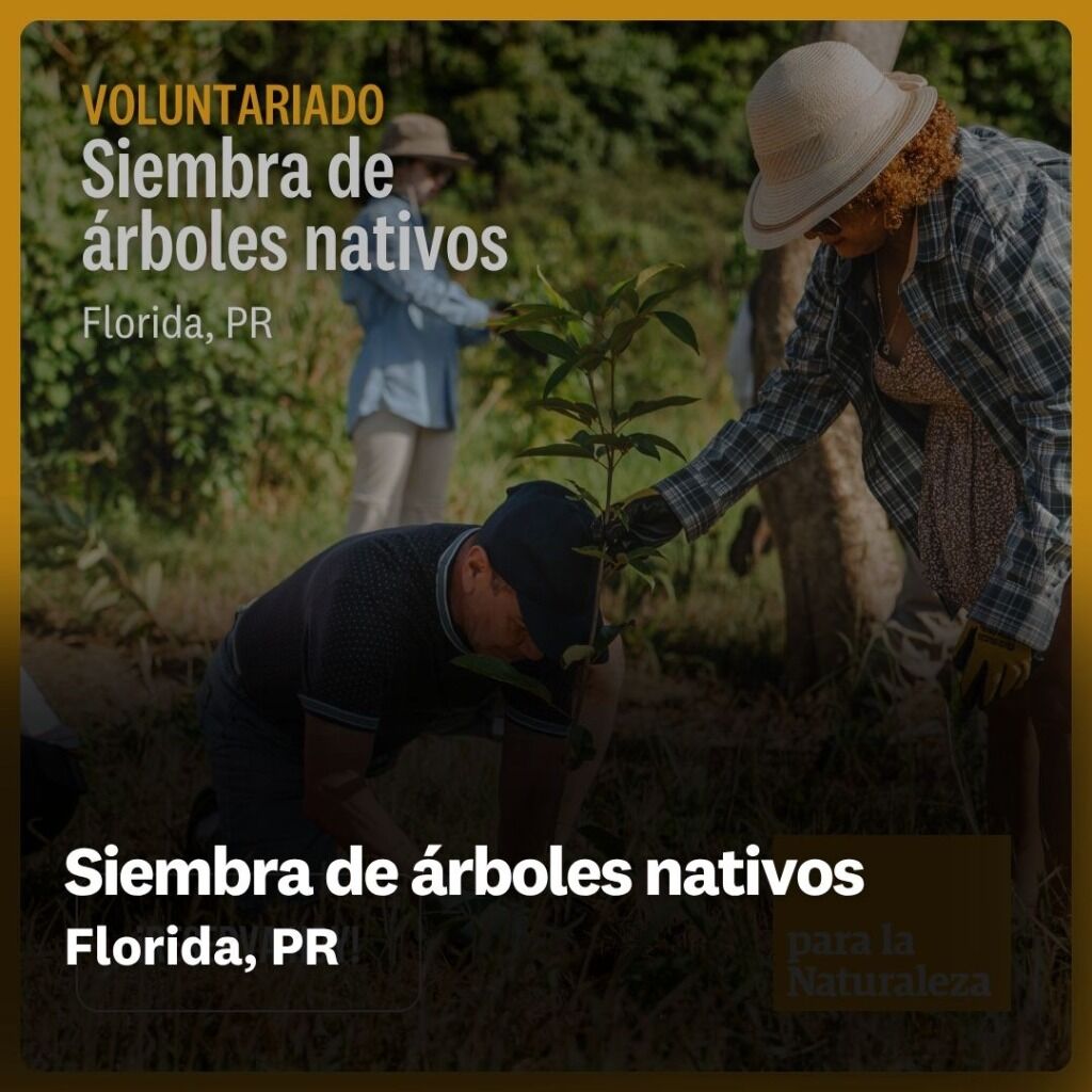 Siembra de &aacute;rboles nativos
