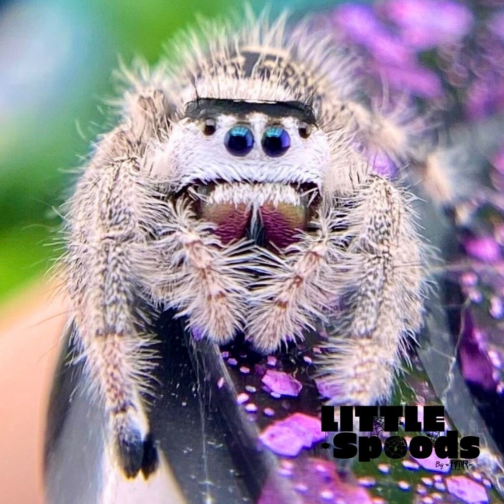 ✨ADOPTED✨ Unique Subadult White, Cream & Dark female - LULU-1-52