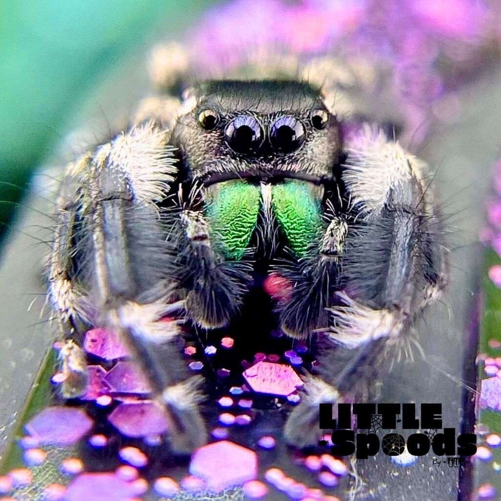 Mature FL Otiosus x Regius Hybrid Male - ONIKA-1-21