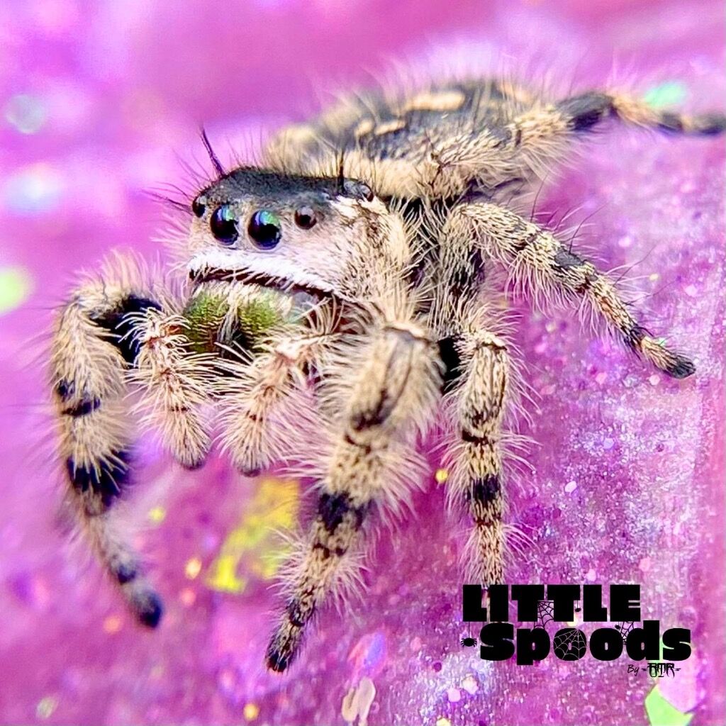 Mature FL Otiosus Female x White Regius Hybrid - ONIKA-2-1