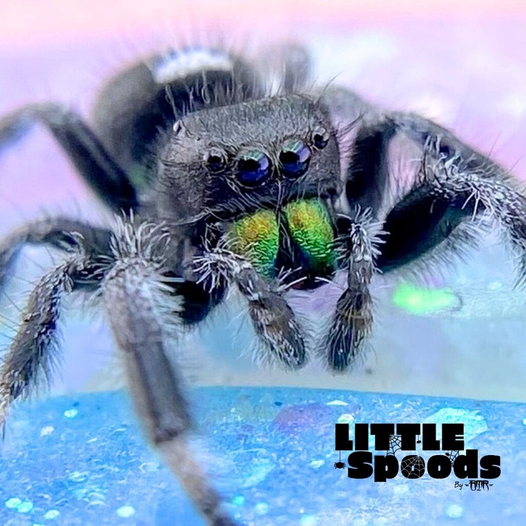 ✨ADOPTED✨ I6 Orange/Red line juvenile male Regal jumping Spider - AMY-1-11