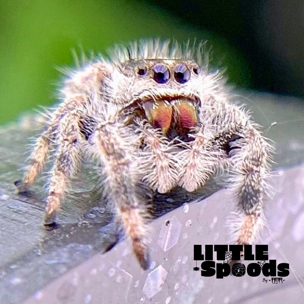 ✨ADOPTED✨ I6 White Line Regal Jumping Spider Female - PANDORA-1-19