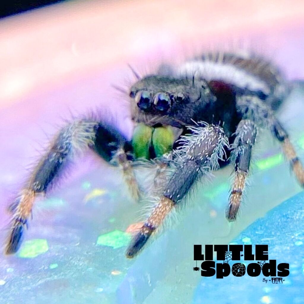 ✨ADOPTED✨ I6 White Line Regal Jumping Spider juvenile Male - PANDORA-1-20