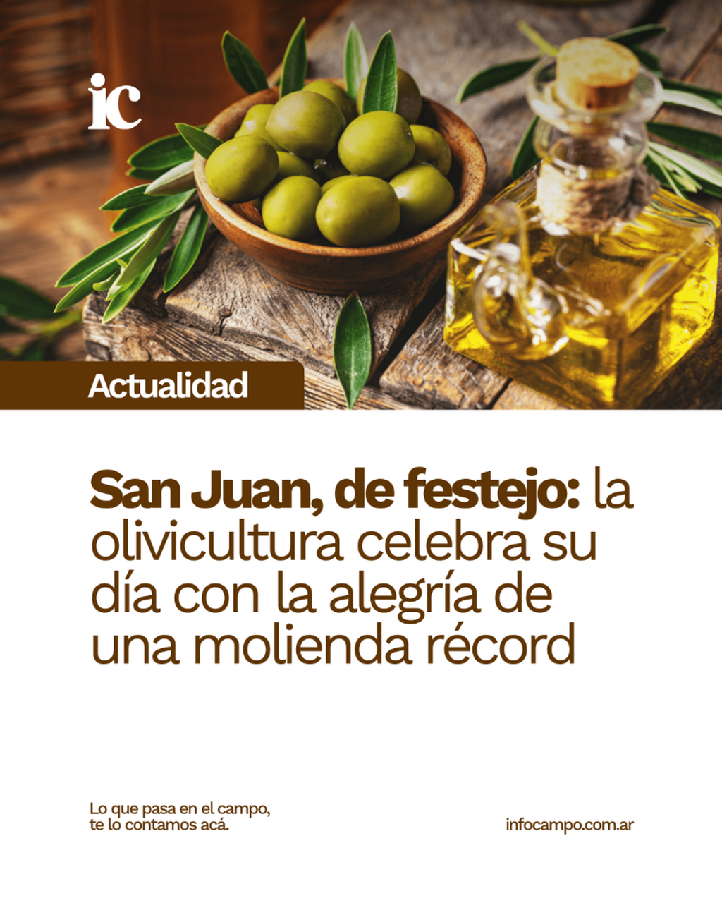 San Juan, de festejo: la olivicultura celebra su d&iacute;a con la alegr&iacute;a de una molienda r&eacute;cord | Infocampo