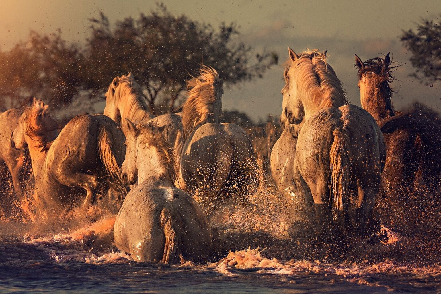 Camargue Horse & Light Retreat
