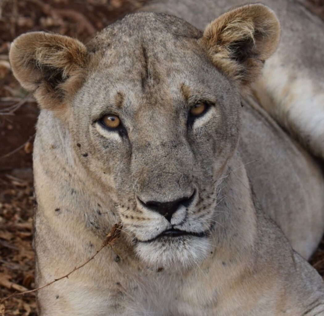 Our Team&rsquo;s favourite Meru lions