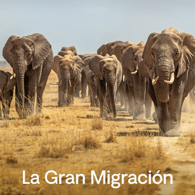 La gran migraci&oacute;n