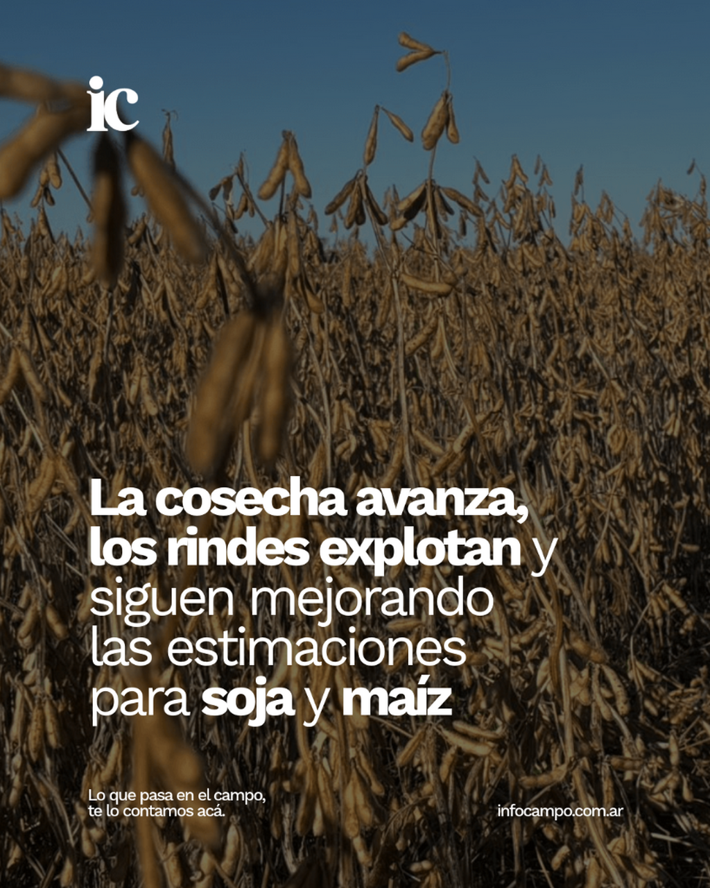 La cosecha avanza, los rindes explotan y siguen mejorando las estimaciones para soja y ma&iacute;z | Infocampo
