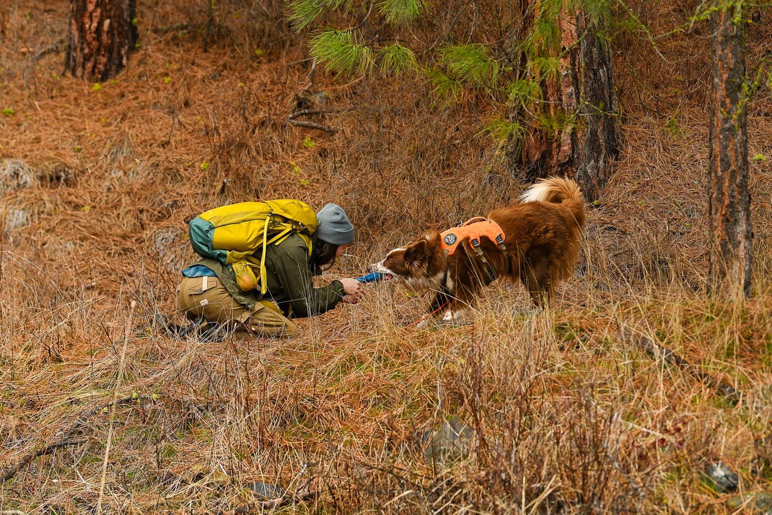 Part 1 In the Field: From Shelter Dogs to Black-tailed Deer Conservation K-9s &mdash; Blacktail Deer Foundation