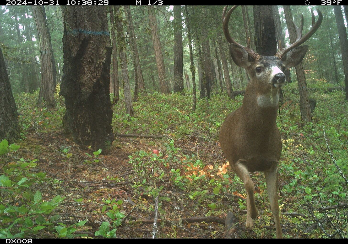 Part 3 A New Era of Black-tailed Deer Monitoring in Oregon Begins &mdash; Blacktail Deer Foundation