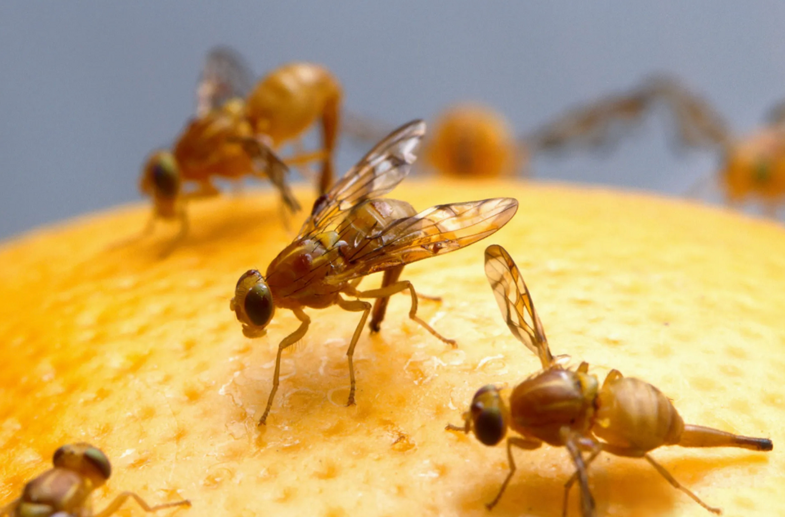 New report: Rising tide of invasive pests requires dynamic, resilient, comprehensive system