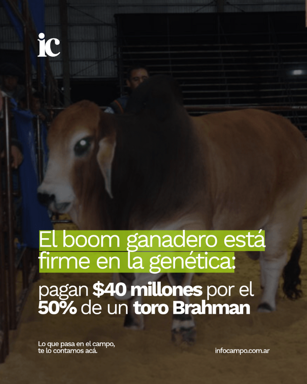 El boom ganadero est&aacute; firme en la gen&eacute;tica: pagan $ 40 millones por el 50% de un toro Brahman | Infocampo