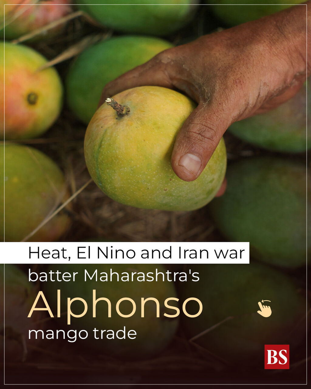 Heat, El Nino and Iran war batter Maharashtra's Alphonso mango trade