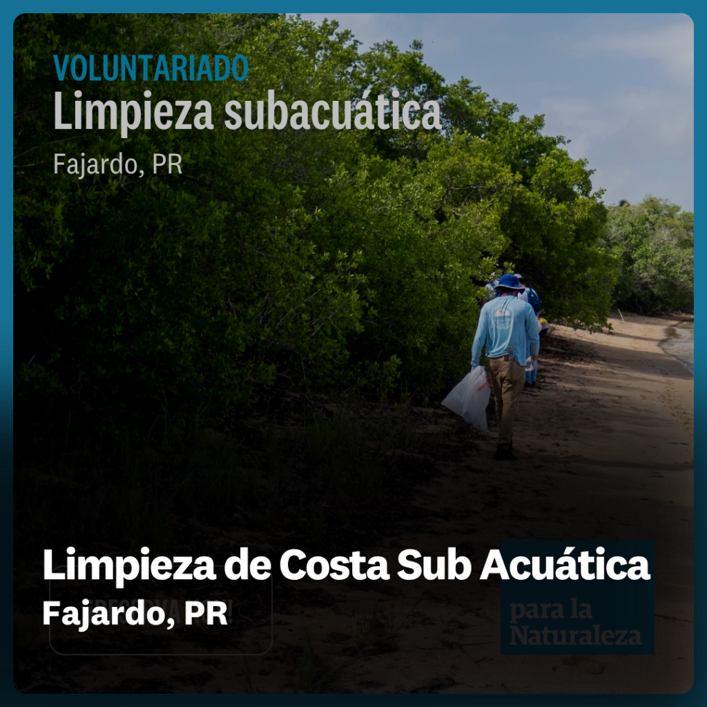 Limpieza de Costa Sub Acu&aacute;tica