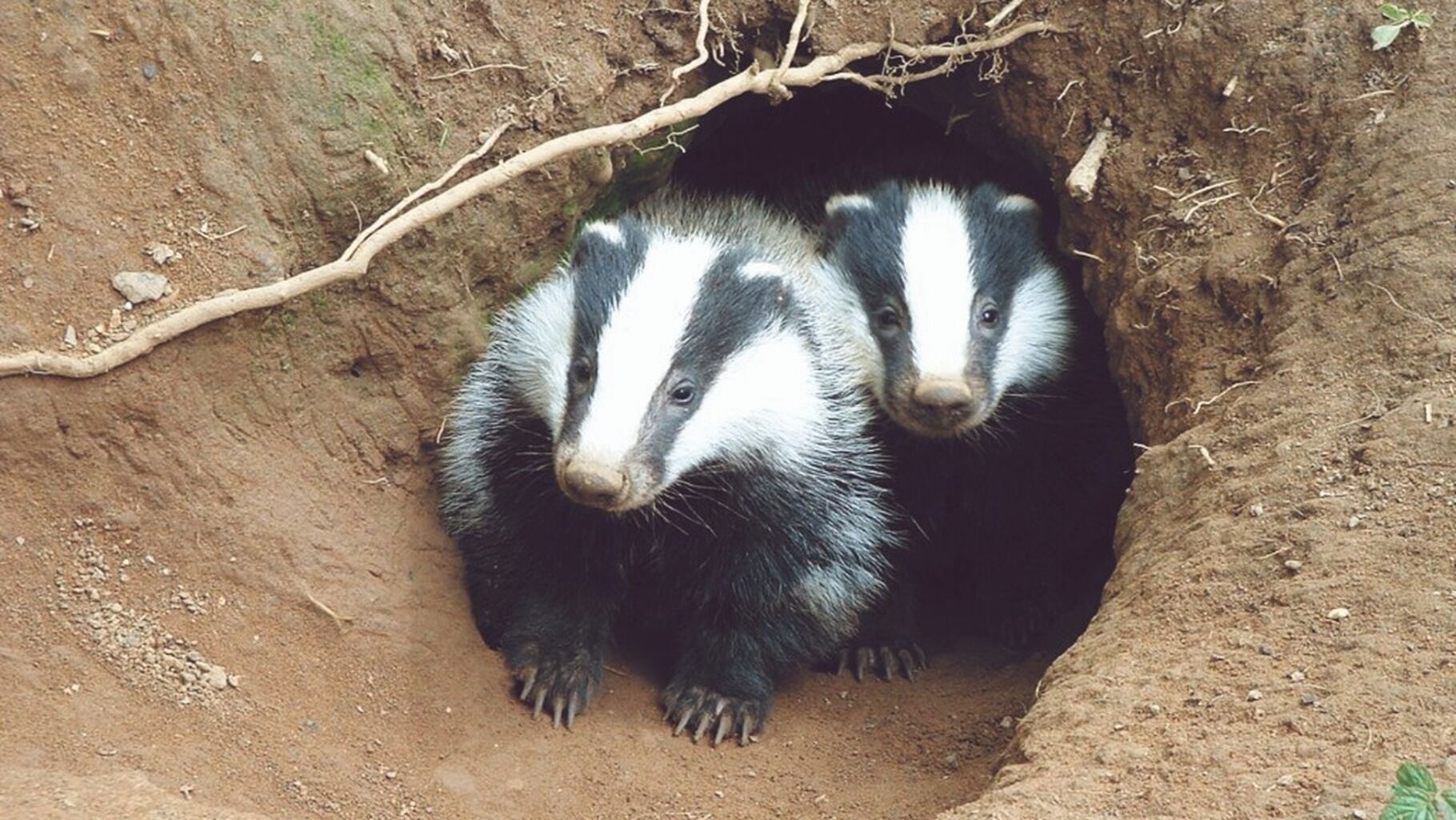 Badger Cull Ends at Last