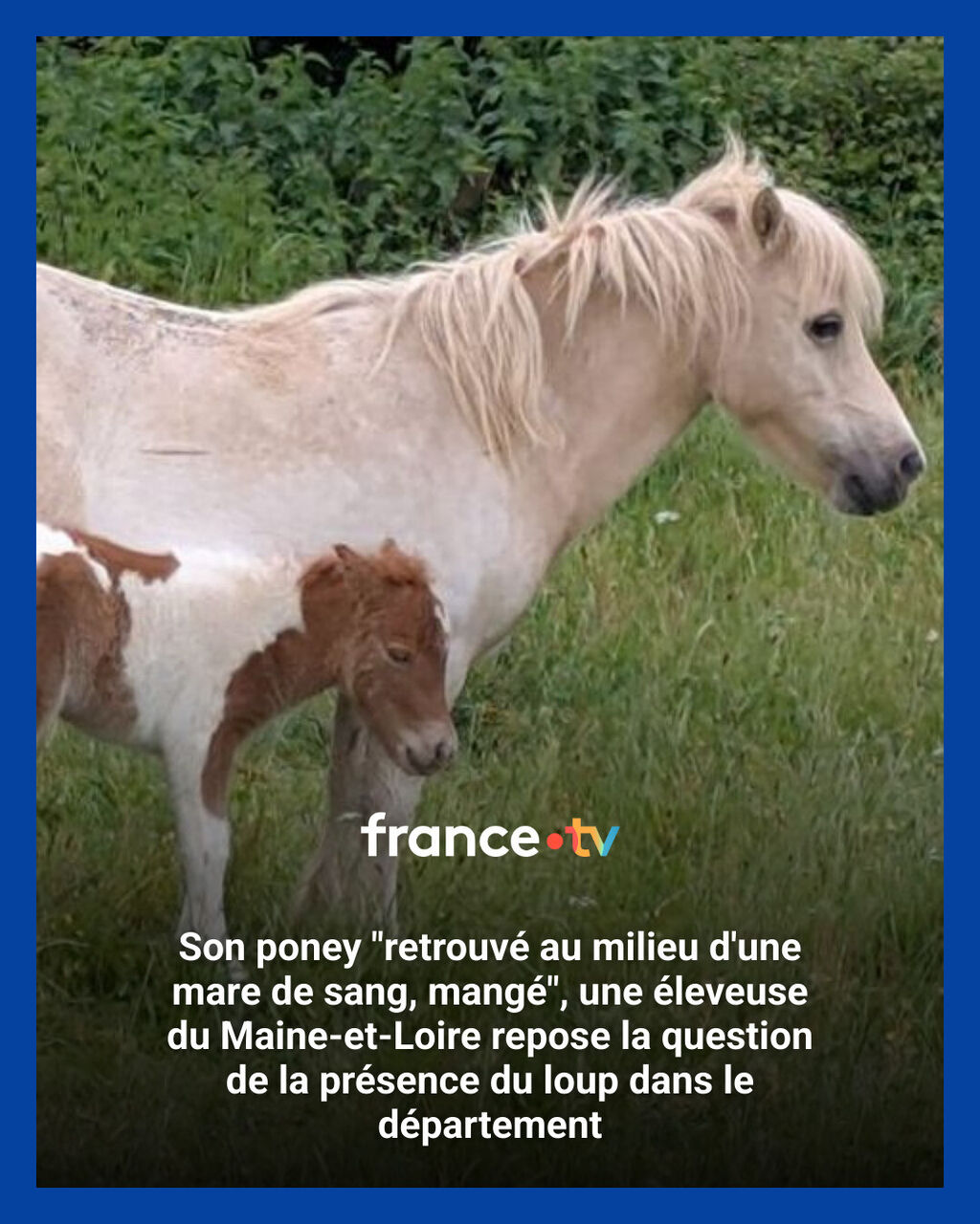 Son poney "retrouv&eacute; au milieu d'une mare de sang, mang&eacute;", une &eacute;leveuse du Maine-et-Loire repose la question de la pr&eacute;sence du loup dans le d&eacute;partement