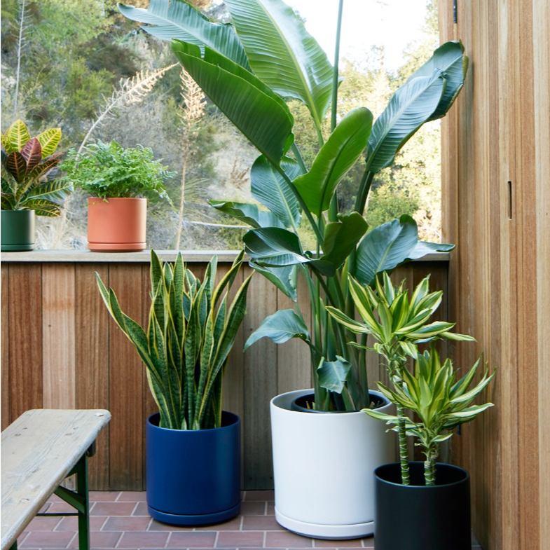 Patio Plants🌸
