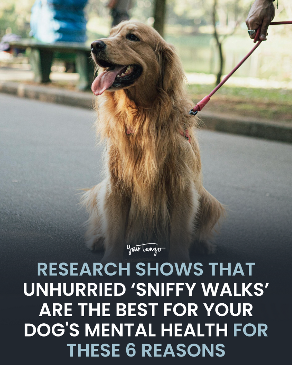 The Most Important Thing For Your Dog&rsquo;s Mental Health Is Unhurried &lsquo;Sniffy Walks,&rsquo; According To Research
