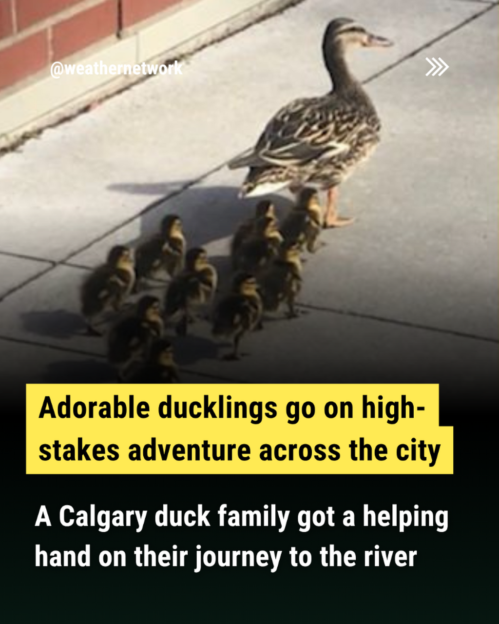  Adorable ducklings went on a high-stake adventure across this busy city