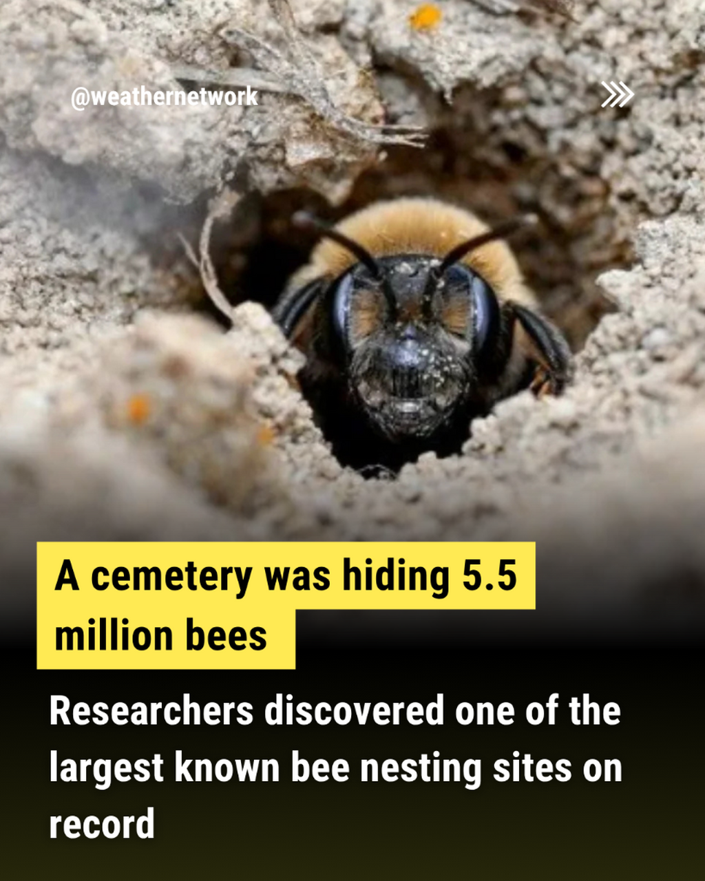  A NY cemetery has been hiding 5.5 million bees underground for a century