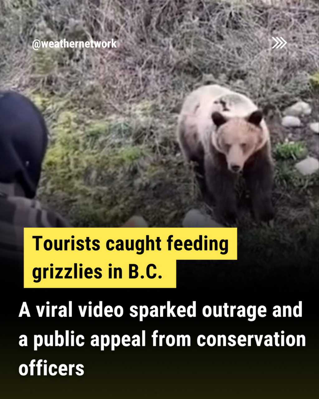  Tourists spark outrage by hand-feeding B.C. grizzly bears in social video