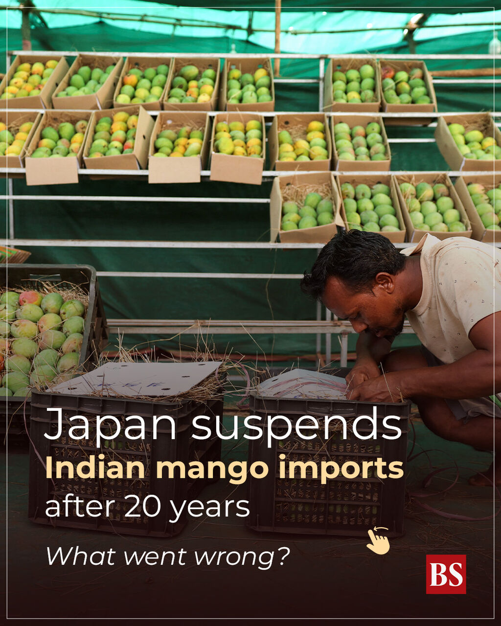 Japan suspends Indian mango imports after 20 years: What went wrong?
