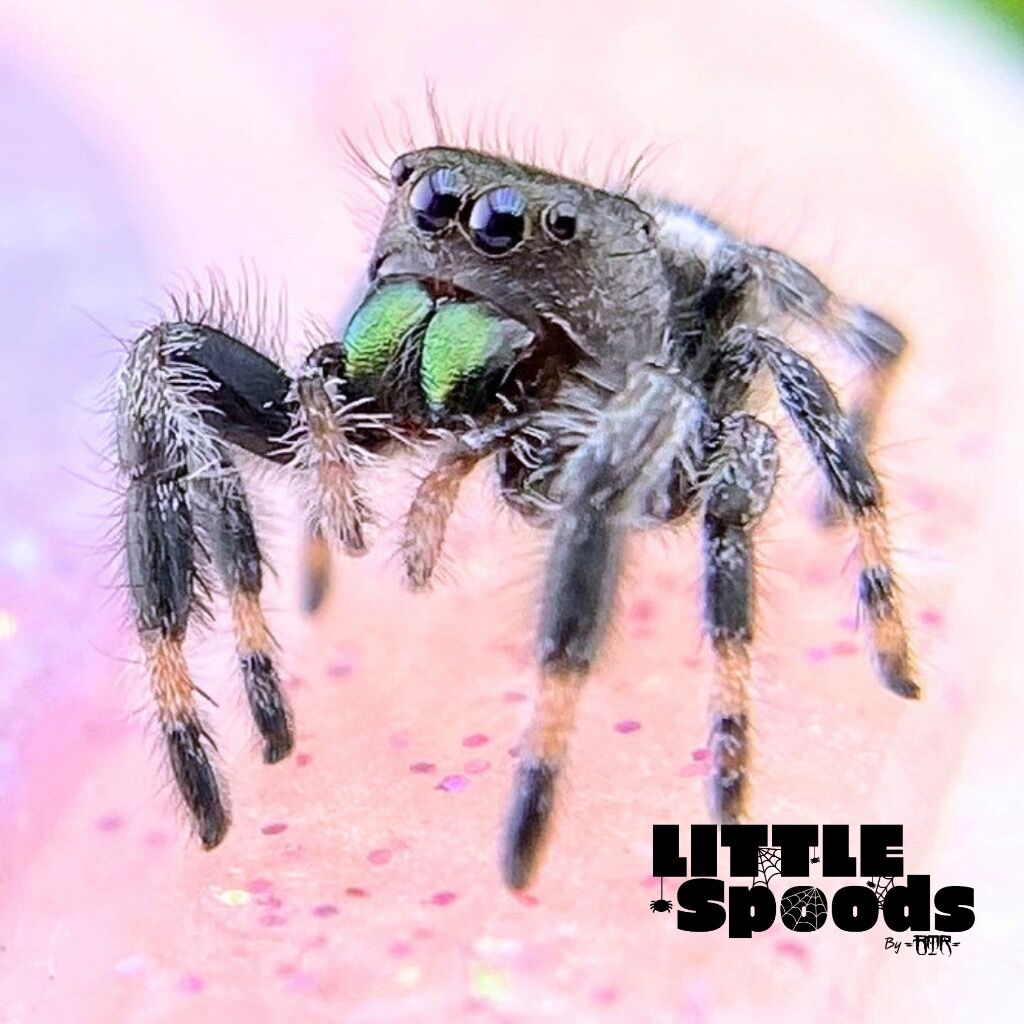 ✨ADOPTED✨ I6 White Line Regal Jumping Spider juvenile Male - PANDORA-1-2