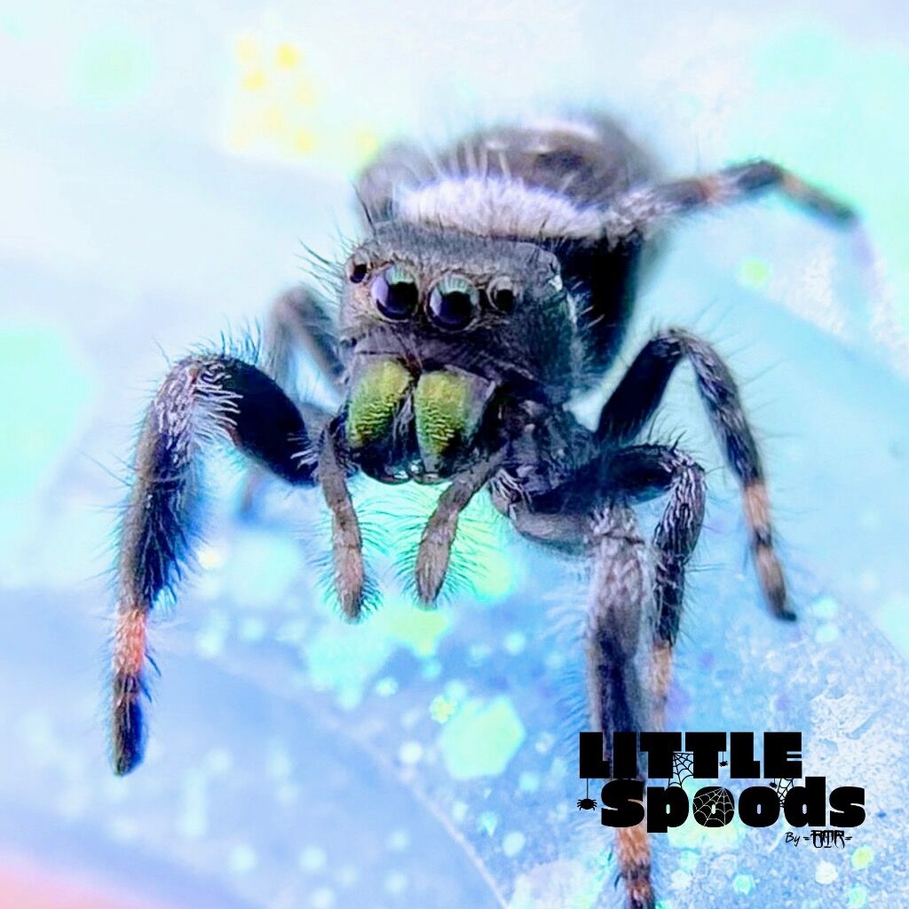 I6 White Banded - White Line Regal Jumping Spider juvenile Male - PANDORA-1-27