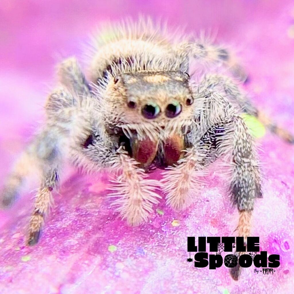 ✨ADOPTED✨I6 White Line Regal Jumping Spider Female - PANDORA-1-11
