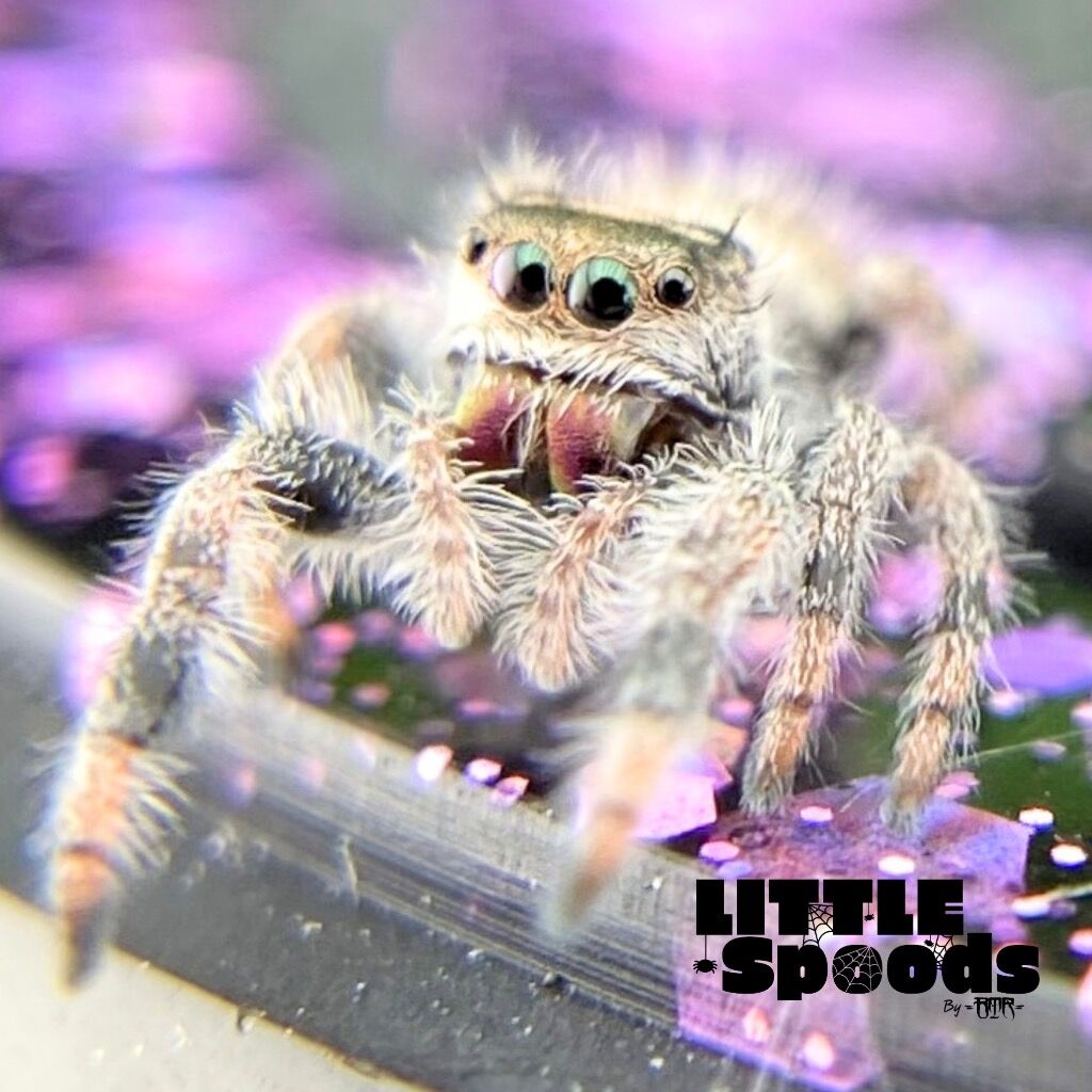 ✨ADOPTED✨ I6 White Line Regal Jumping Spider Female - PANDORA-1-23