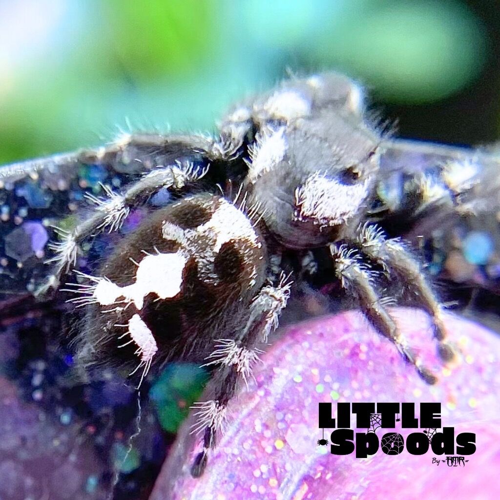 ✨ADOPTED✨ Adult Female White Banded Big Bend Bold with fused spots - BBB-3