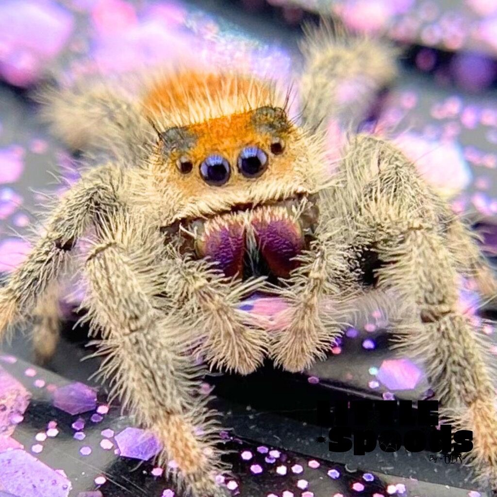 ✨ADOPTED✨ Orange/Red line Female Regal jumping Spider - AMY-1-9