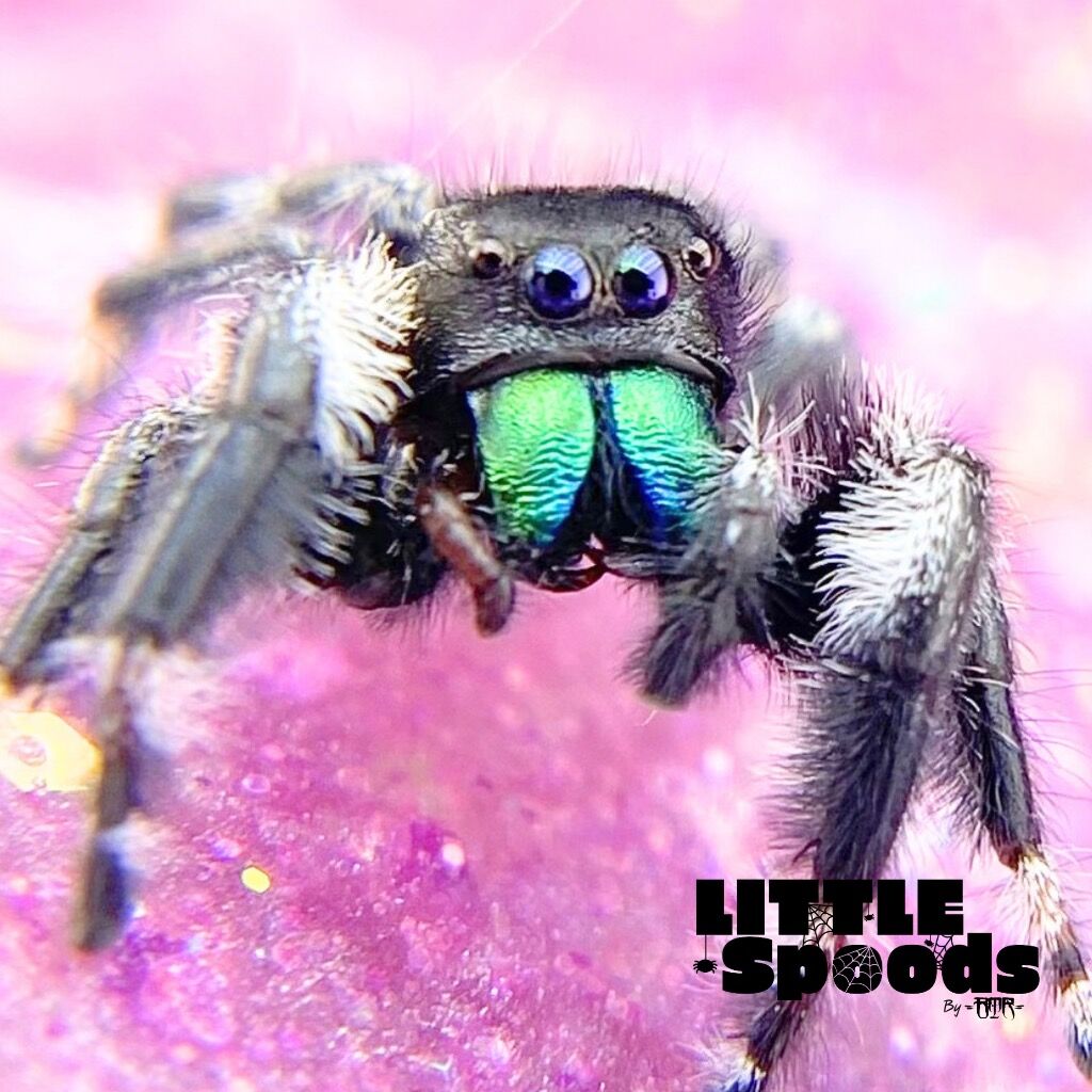 ✨ADOPTED✨ Young Adult Male Regius - FREE with another spider adoption! - AMY-1-3