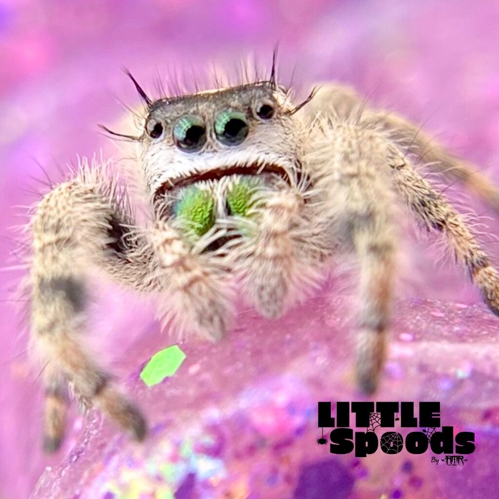 ✨ADOPTED✨ Subadult FL Otiosus Female x White Regius Hybrid - ONIKA-2-8