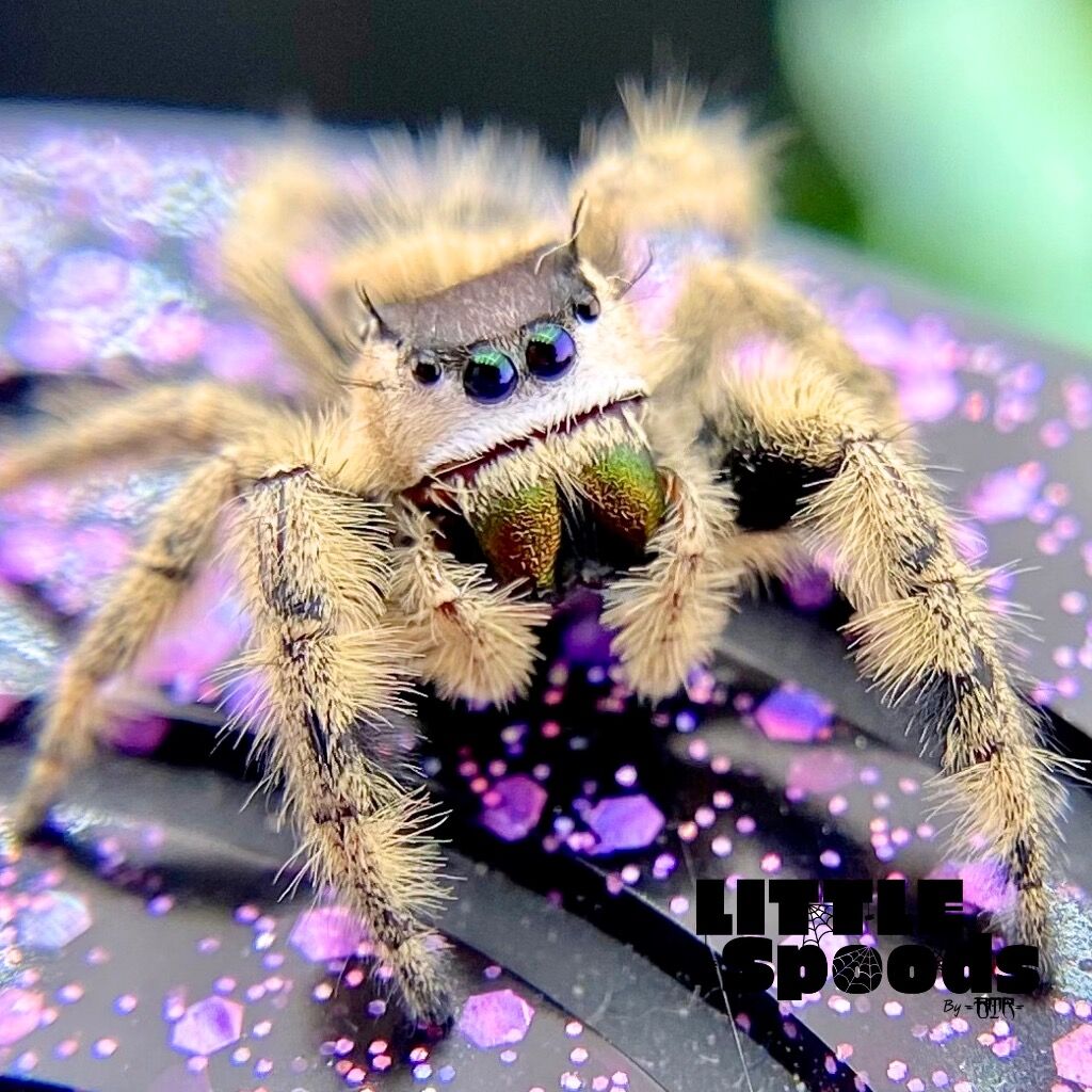 ✨ADOPTED✨ Pure FL Otiosus Mature Female - CB Orange Canopy Jumping Spider - OTI-76