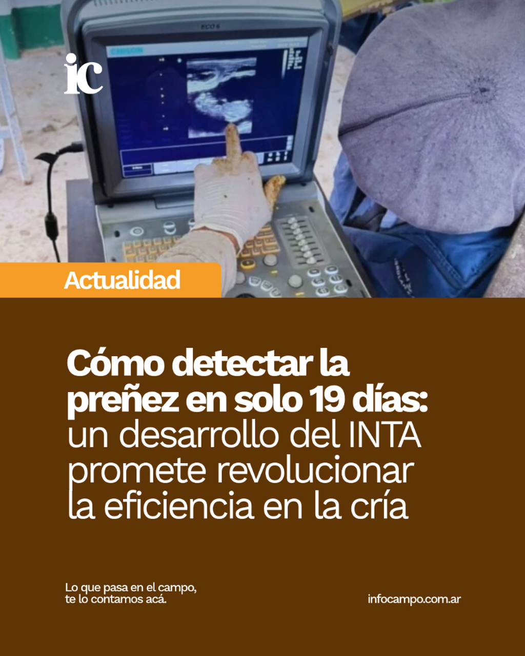 C&oacute;mo detectar la pre&ntilde;ez en solo 19 d&iacute;as: un desarrollo del INTA promete revolucionar la eficiencia en la cr&iacute;a | Infocampo