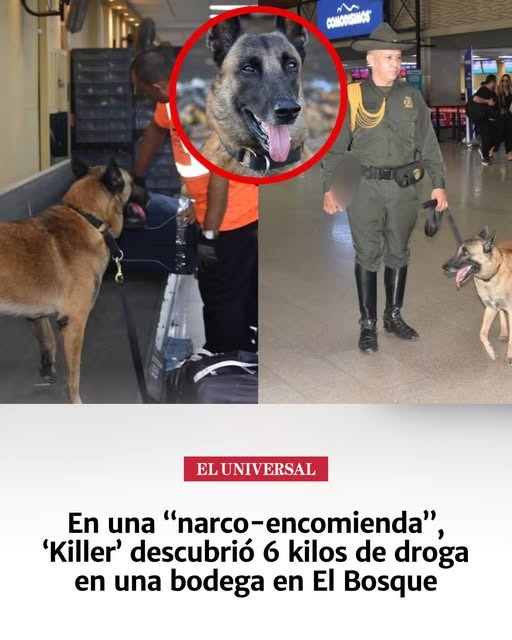 En una &ldquo;narco-encomienda&rdquo;, &lsquo;Killer&rsquo; descubri&oacute; 6 kilos de droga en una bodega en El Bosque