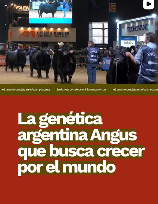 Efectos del boom ganadero: la gen&eacute;tica argentina busca instalar su &ldquo;vidriera&rdquo; para el mundo | Infocampo