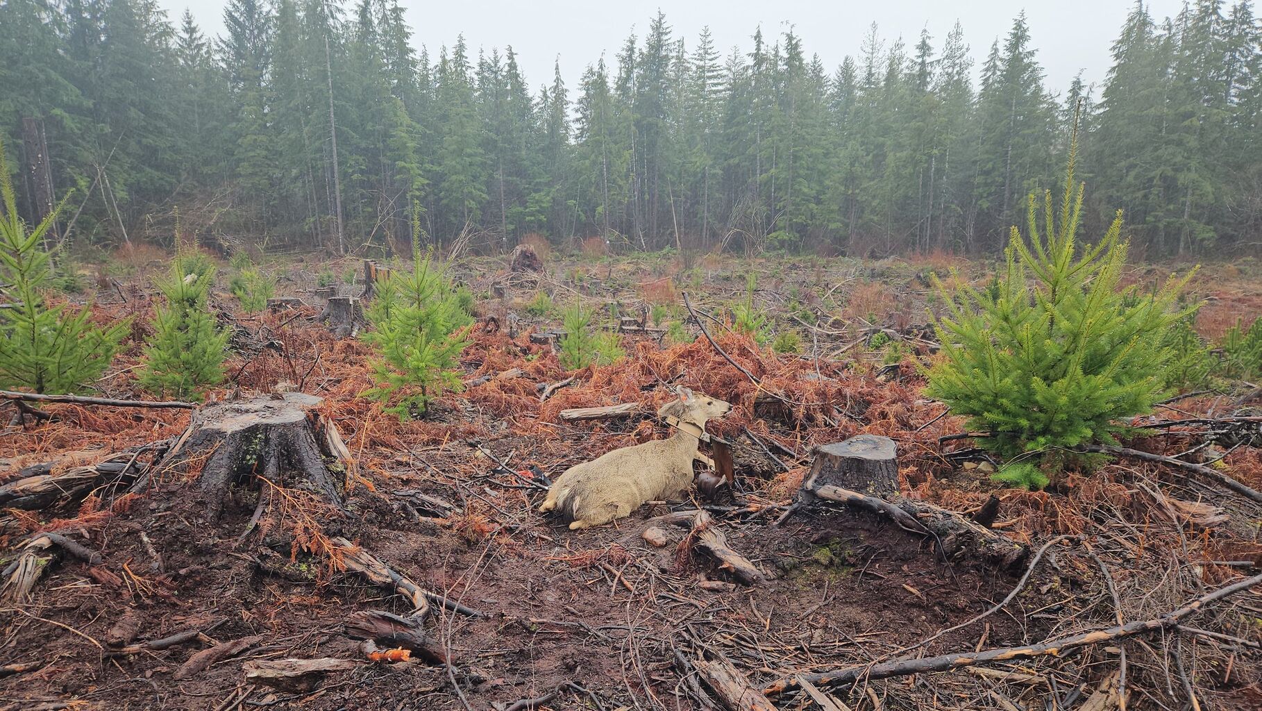 Collaring Ghosts: BDF Supporting Black‑tailed Deer Research with the Quinault Indian Nation &mdash; Blacktail Deer Foundation
