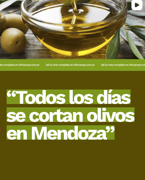 &ldquo;Todos los d&iacute;as se cortan olivos&rdquo;: en Mendoza, la olivicultura sufre p&eacute;rdida de rentabilidad y hect&aacute;reas | Infocampo