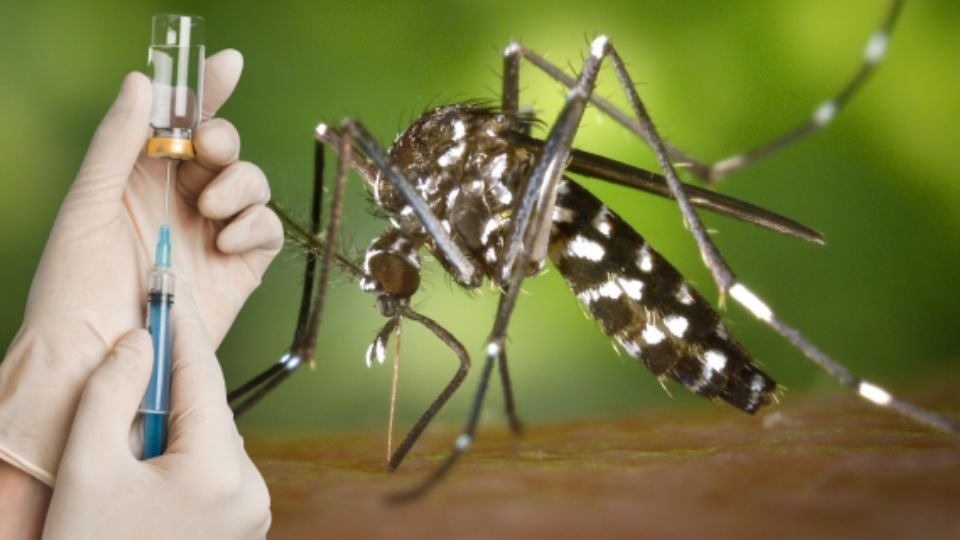 M&eacute;xico trabaja en 2 vacunas contra el dengue; una de ellas ya est&aacute; aprobada por Cofepris