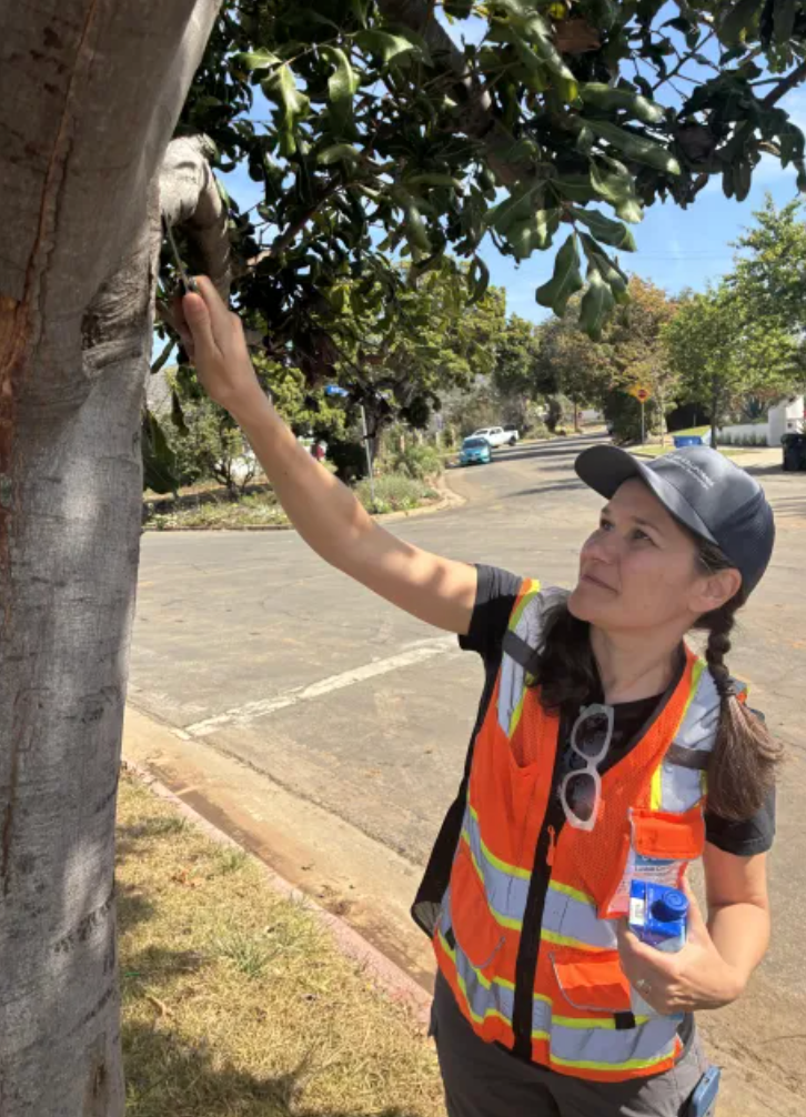 After L.A.&rsquo;s fires, UC ANR &lsquo;tree doctors&rsquo; help protect urban canopy for science, residents