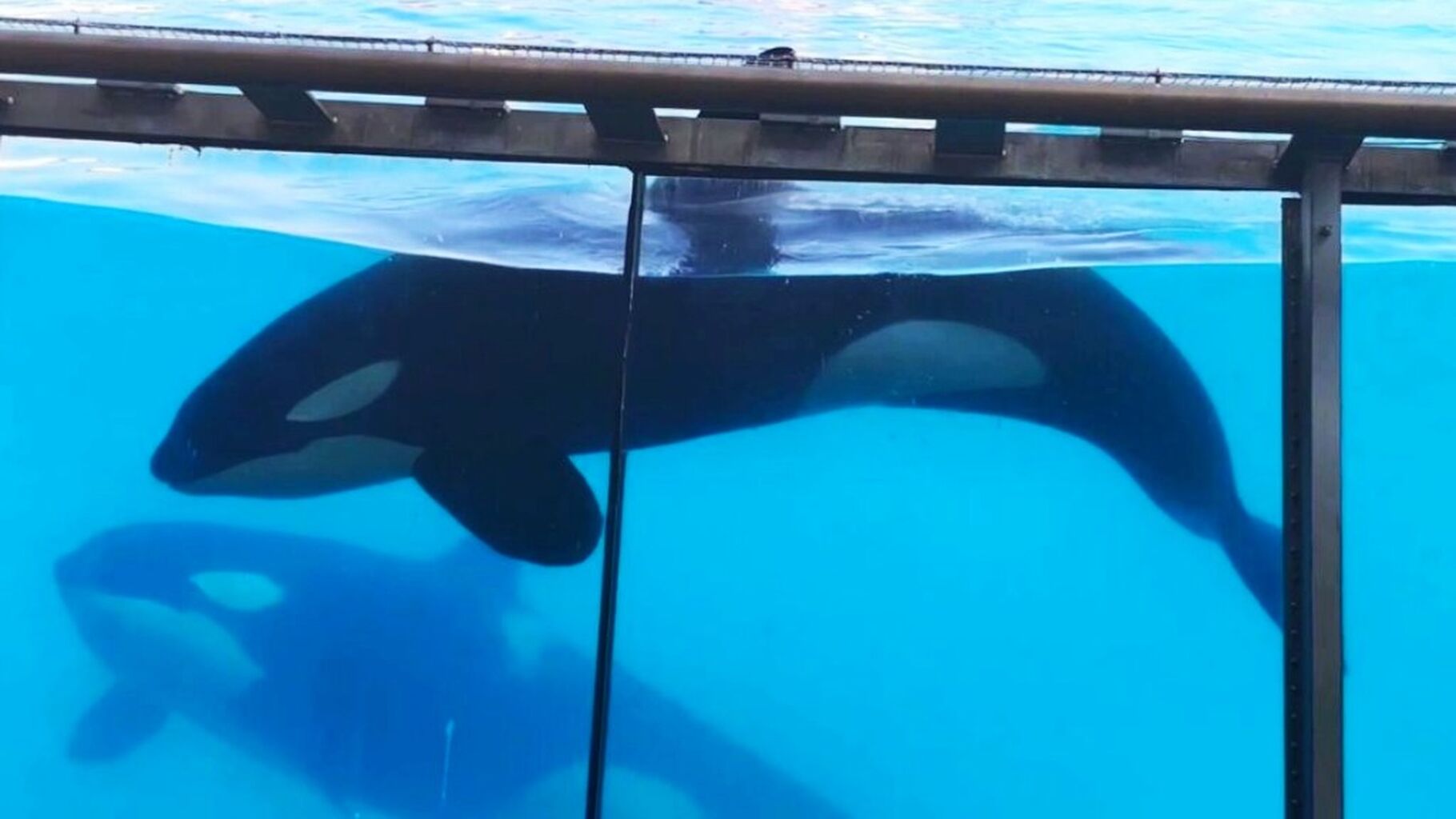 Marineland Update