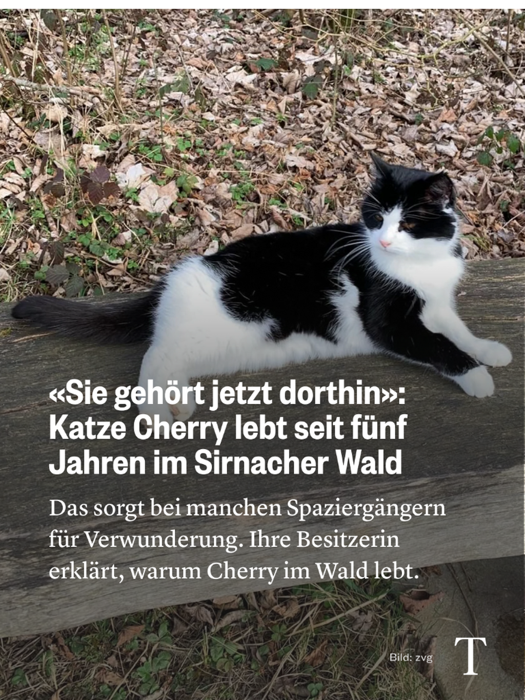 Katze Cherry lebt seit f&uuml;nf Jahren im Sirnacher Wald