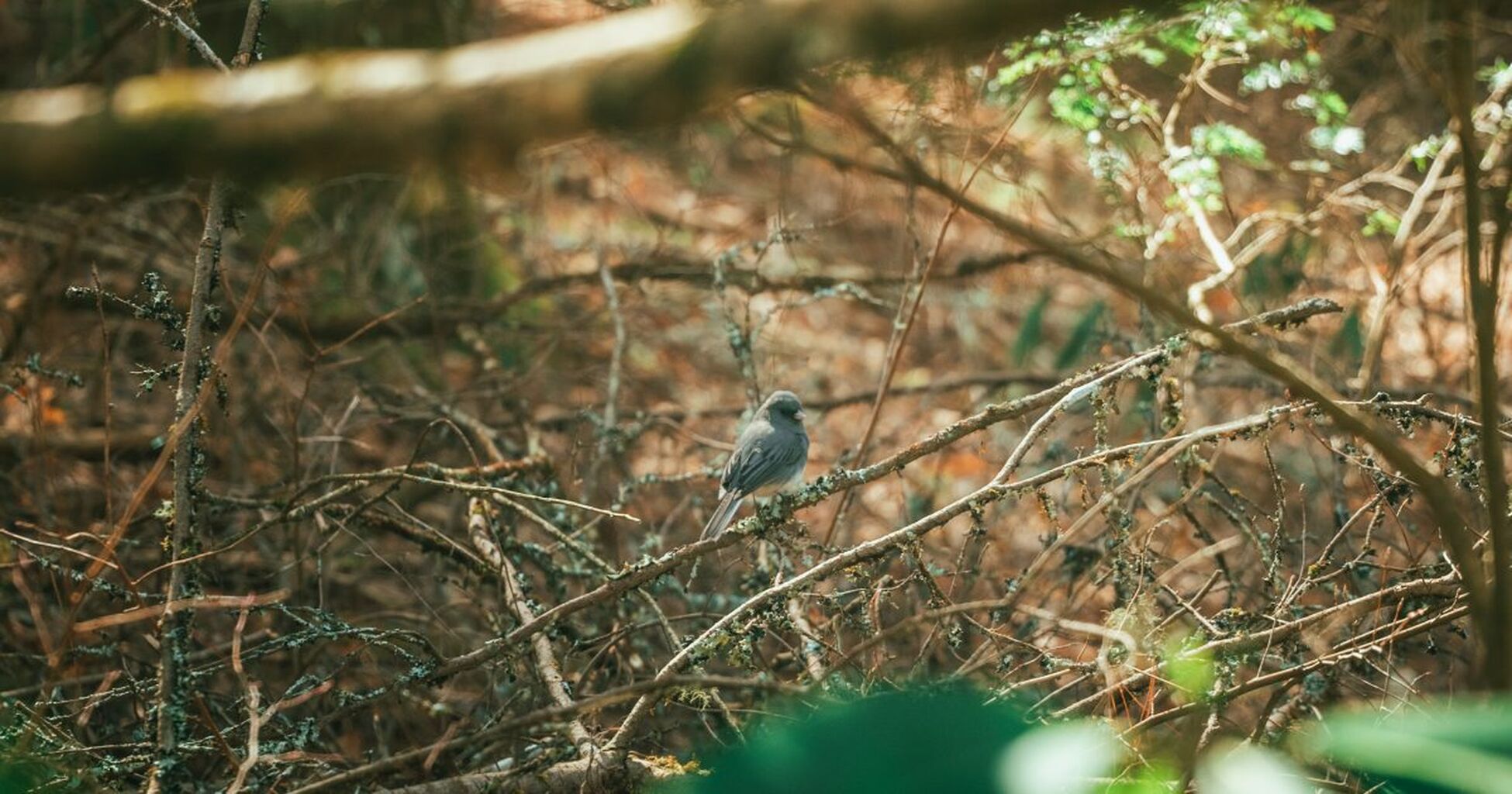 Birding Around Blue Ridge: Summertime