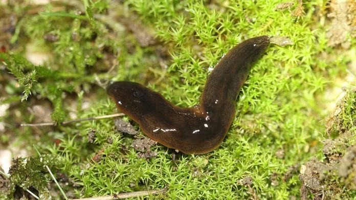 Stanford scientists discover a new immune cell in worms which explodes when triggered