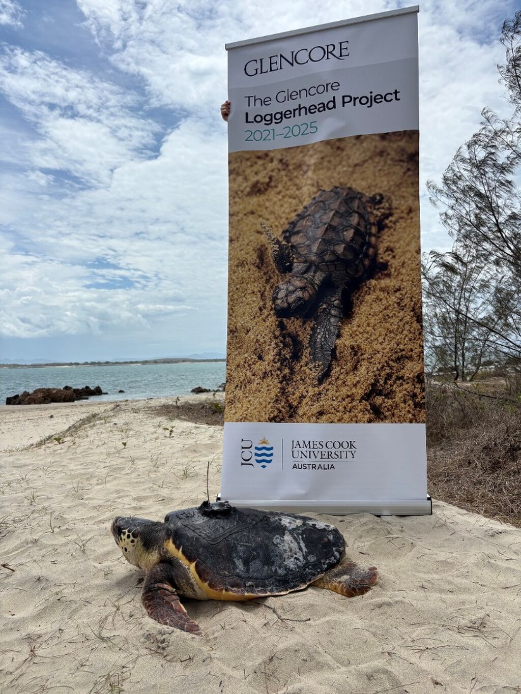 Glencore Loggerhead Project supports endangered turtle research