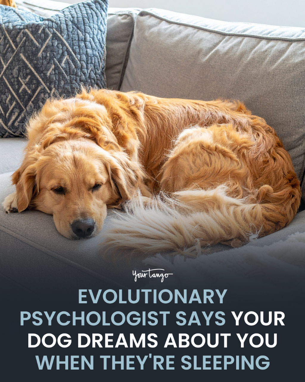 What Dogs Dream About When They Twitch, According To Harvard Evolutionary Psychologist